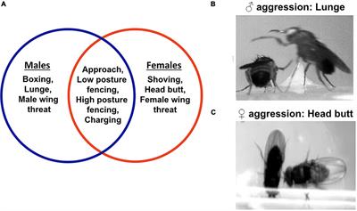 The Neuromodulatory Basis of Aggression: Lessons From the Humble Fruit Fly